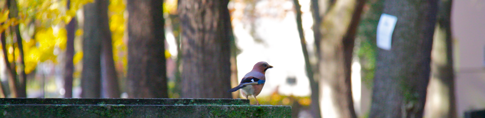 Friedhof St. Johannes Evangelist (Foto © Juliane Bluhm) Friedhof St. Johannes Evangelist (Foto © Juliane Bluhm)